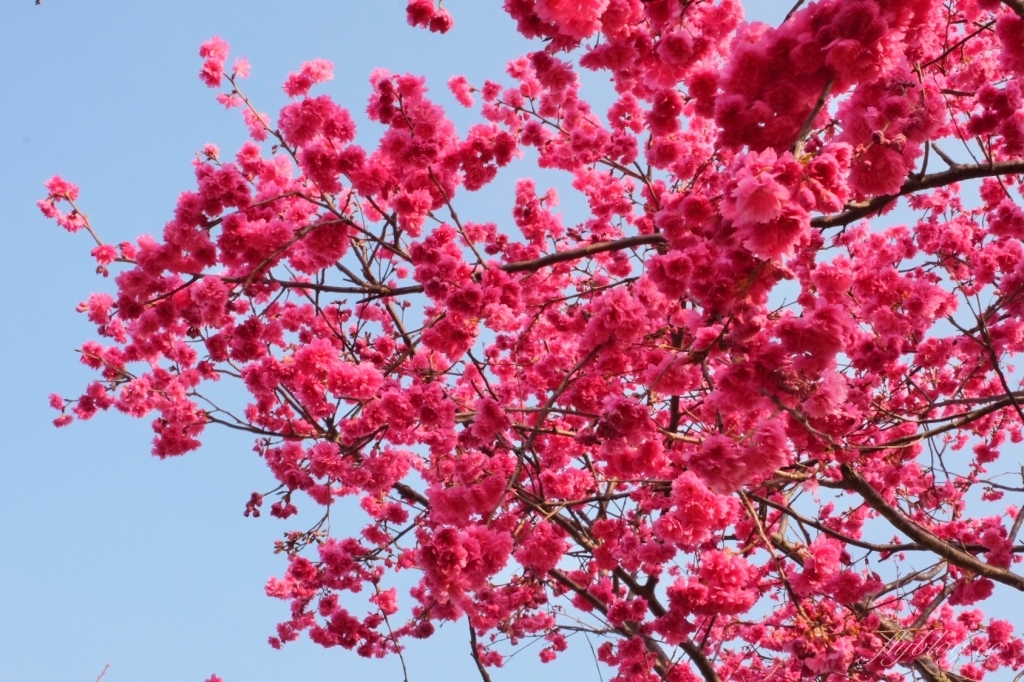 台中后里｜中科崴立櫻花公園．嬌艷桃紅八重櫻盛開超美，台中免費千坪賞櫻景點 @飛天璇的口袋