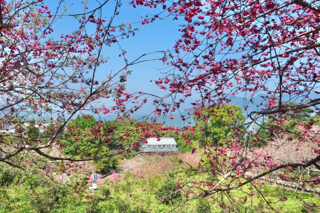 南投鹿谷｜台大茶園 鹿谷鳳凰自然教育園區．南投台大茶園櫻花季，散步浪漫河津櫻木棧步道 @飛天璇的口袋