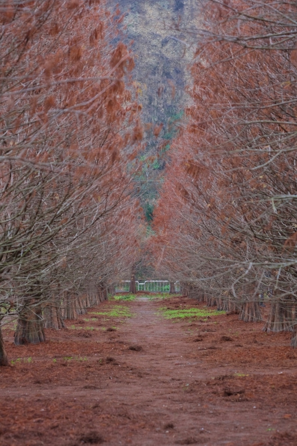 台中外埔｜土城落羽松秘境｜火炎山下200棵落羽松樹林，后里麗寶樂園附近的秘境 @飛天璇的口袋