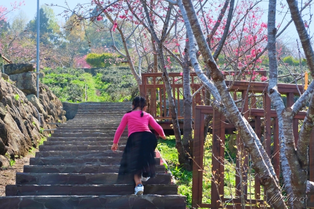 南投鹿谷｜台大茶園 鹿谷鳳凰自然教育園區．南投台大茶園櫻花季，散步浪漫河津櫻木棧步道 @飛天璇的口袋