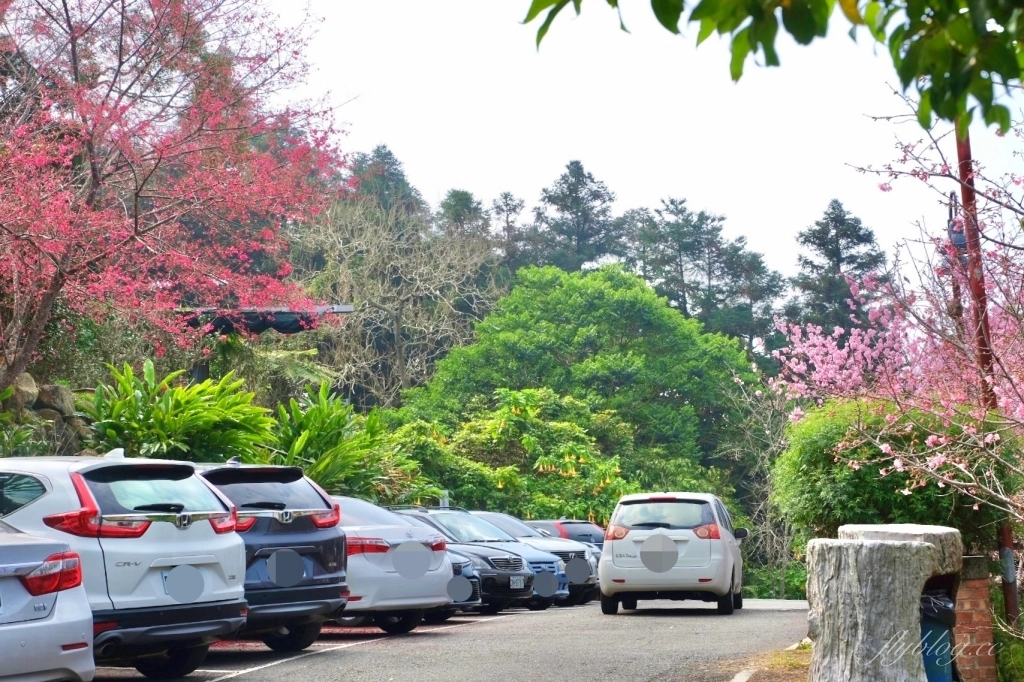 南投鹿谷｜台大茶園 鹿谷鳳凰自然教育園區．南投台大茶園櫻花季，散步浪漫河津櫻木棧步道 @飛天璇的口袋