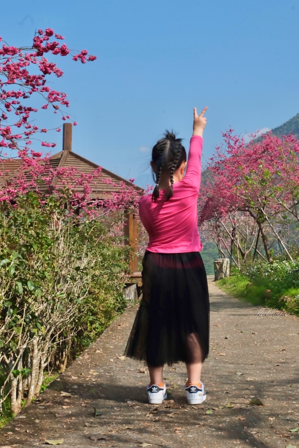 南投鹿谷｜台大茶園 鹿谷鳳凰自然教育園區．南投台大茶園櫻花季，散步浪漫河津櫻木棧步道 @飛天璇的口袋