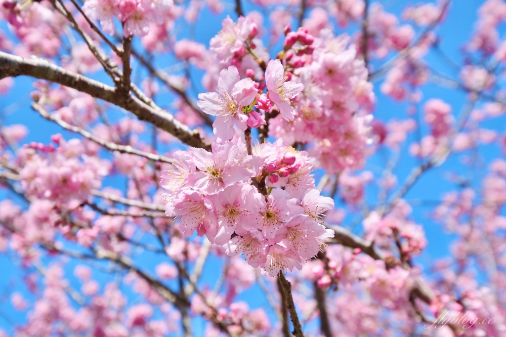 南投鹿谷｜台大茶園 鹿谷鳳凰自然教育園區．南投台大茶園櫻花季，散步浪漫河津櫻木棧步道 @飛天璇的口袋