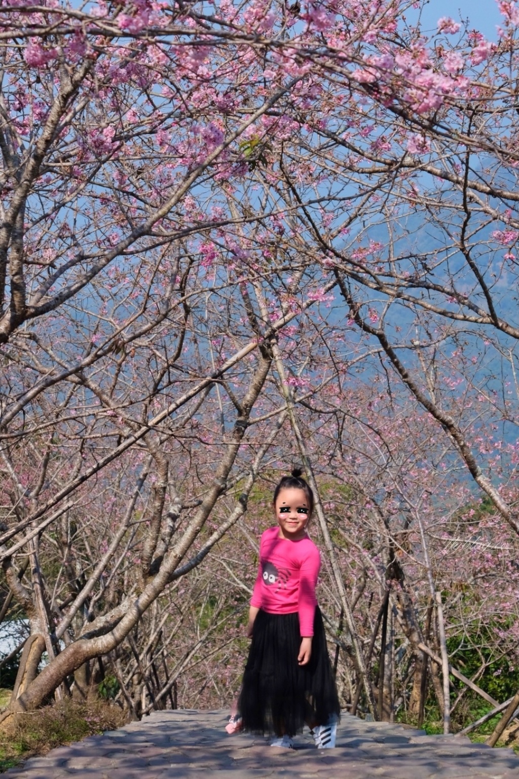 南投鹿谷｜台大茶園 鹿谷鳳凰自然教育園區．南投台大茶園櫻花季，散步浪漫河津櫻木棧步道 @飛天璇的口袋