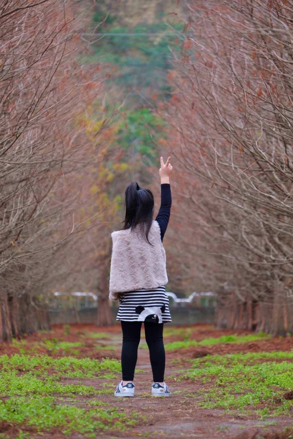 台中外埔｜土城落羽松秘境｜火炎山下200棵落羽松樹林，后里麗寶樂園附近的秘境 @飛天璇的口袋