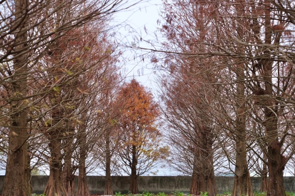 台中外埔｜土城落羽松秘境｜火炎山下200棵落羽松樹林，后里麗寶樂園附近的秘境 @飛天璇的口袋