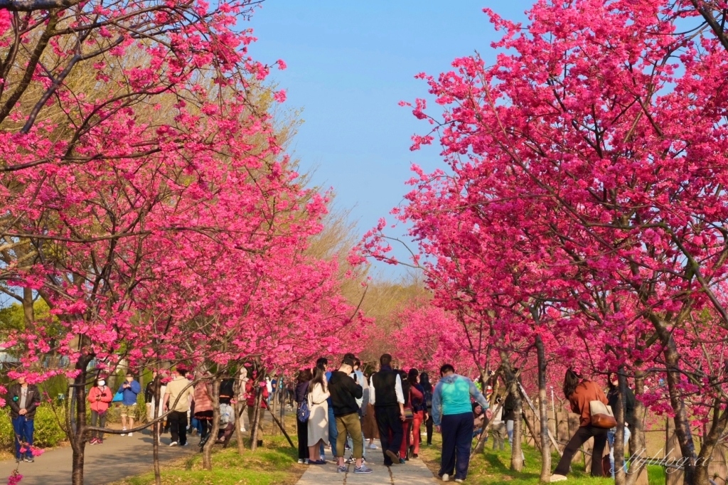 台中后里｜中科崴立櫻花公園．嬌艷桃紅八重櫻盛開超美，台中免費千坪賞櫻景點 @飛天璇的口袋