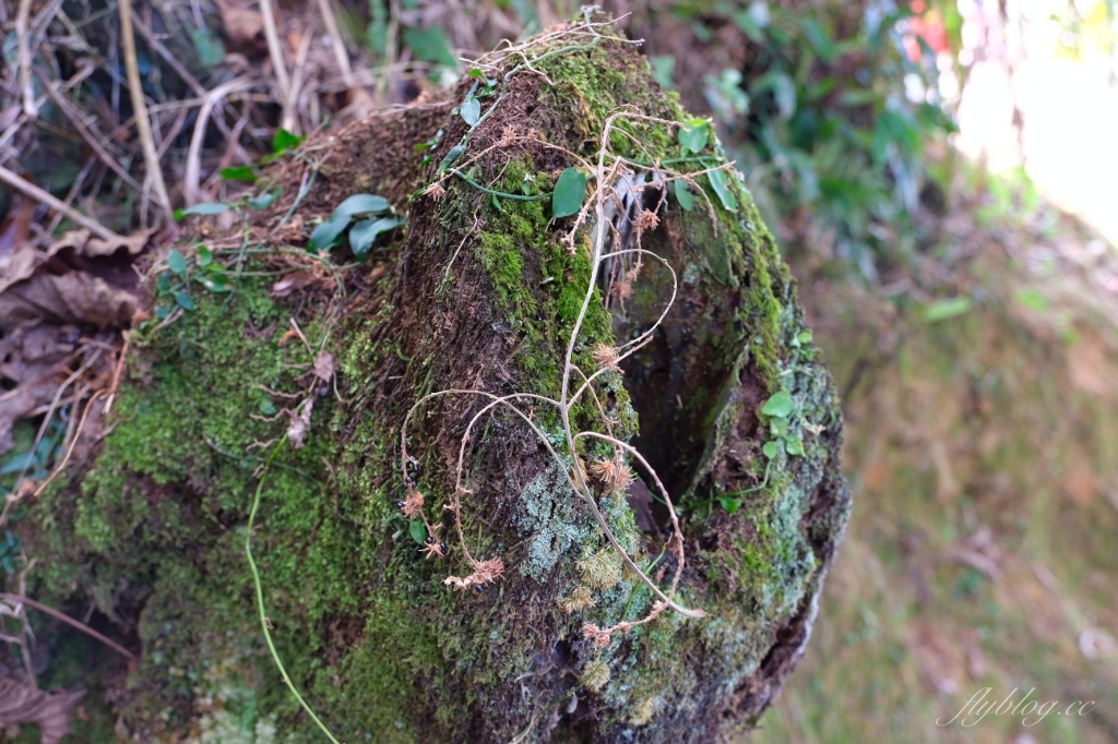 南投鹿谷｜台大茶園 鹿谷鳳凰自然教育園區．南投台大茶園櫻花季，散步浪漫河津櫻木棧步道 @飛天璇的口袋