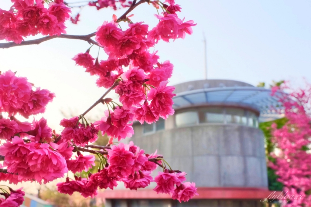 台中后里｜中科崴立櫻花公園．嬌艷桃紅八重櫻盛開超美，台中免費千坪賞櫻景點 @飛天璇的口袋