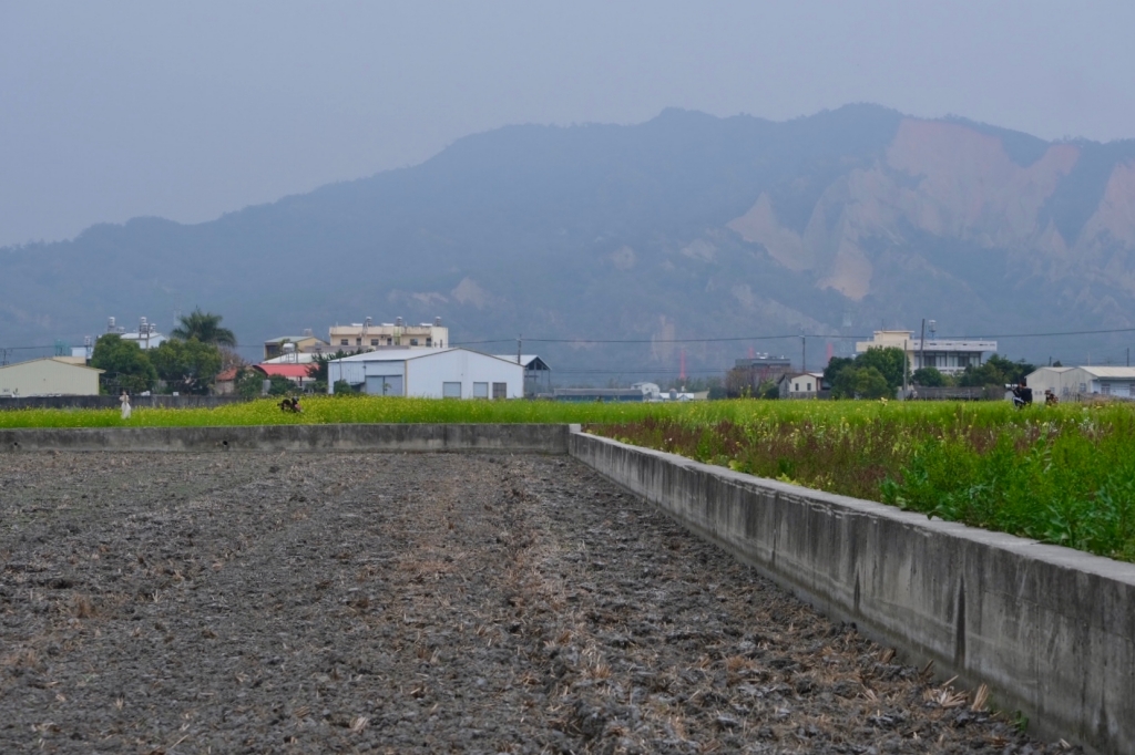 台中外埔｜土城落羽松秘境｜火炎山下200棵落羽松樹林，后里麗寶樂園附近的秘境 @飛天璇的口袋