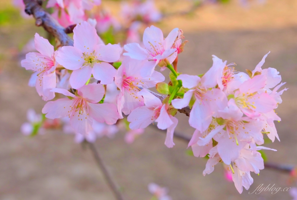 台中后里｜中科崴立櫻花公園．嬌艷桃紅八重櫻盛開超美，台中免費千坪賞櫻景點 @飛天璇的口袋