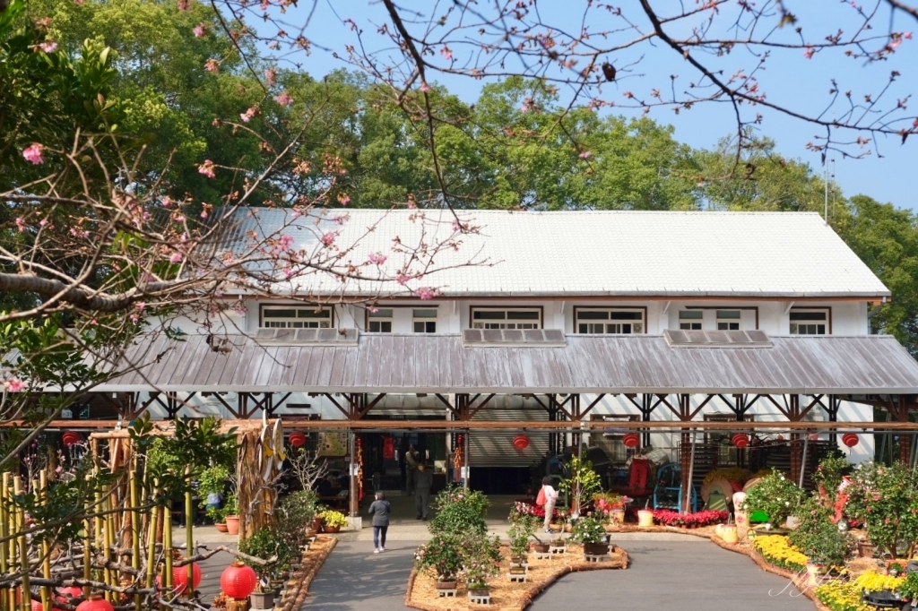 南投鹿谷｜台大茶園 鹿谷鳳凰自然教育園區．南投台大茶園櫻花季，散步浪漫河津櫻木棧步道 @飛天璇的口袋