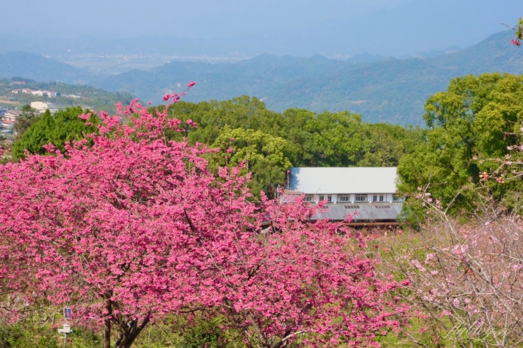 南投鹿谷｜台大茶園 鹿谷鳳凰自然教育園區．南投台大茶園櫻花季，散步浪漫河津櫻木棧步道 @飛天璇的口袋