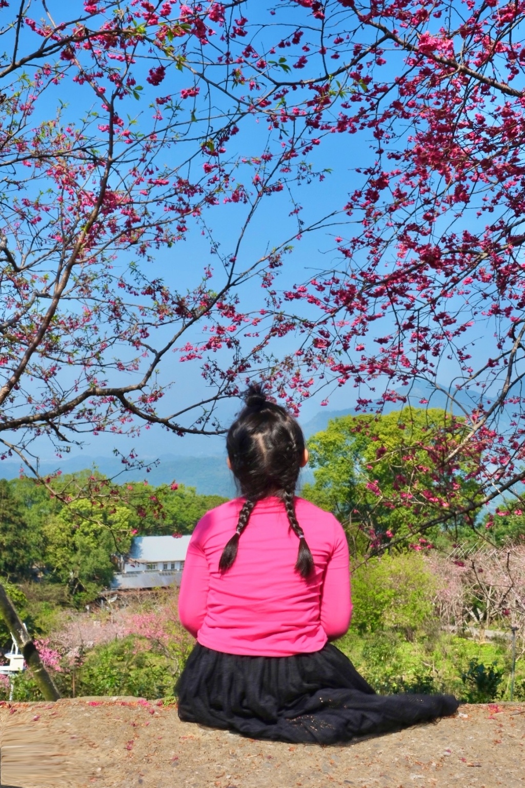 南投鹿谷｜台大茶園 鹿谷鳳凰自然教育園區．南投台大茶園櫻花季，散步浪漫河津櫻木棧步道 @飛天璇的口袋