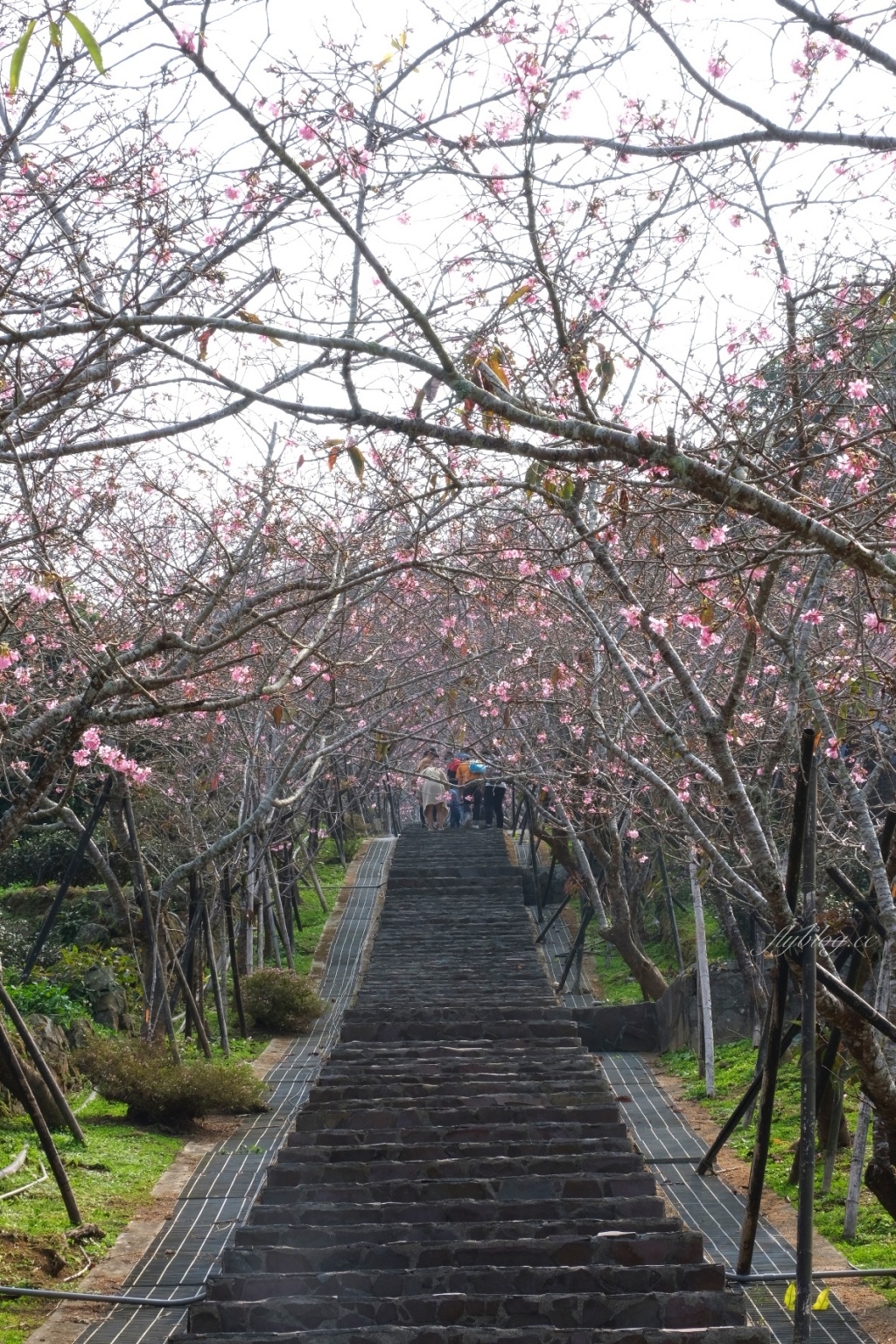 南投鹿谷｜台大茶園 鹿谷鳳凰自然教育園區．南投台大茶園櫻花季，散步浪漫河津櫻木棧步道 @飛天璇的口袋
