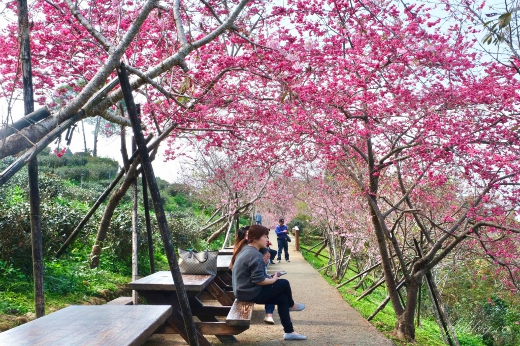 南投鹿谷｜台大茶園 鹿谷鳳凰自然教育園區．南投台大茶園櫻花季，散步浪漫河津櫻木棧步道 @飛天璇的口袋