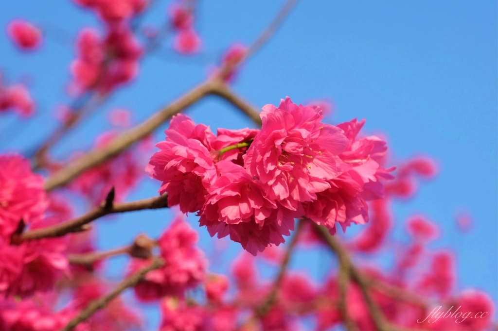 台中后里｜中科崴立櫻花公園．嬌艷桃紅八重櫻盛開超美，台中免費千坪賞櫻景點 @飛天璇的口袋