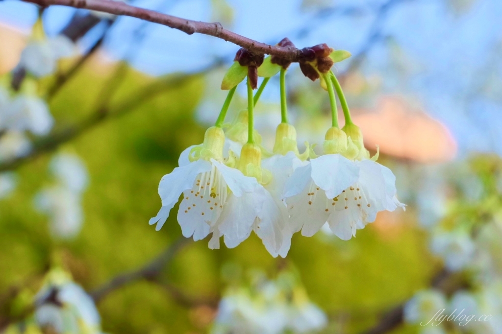 台中后里｜中科崴立櫻花公園．嬌艷桃紅八重櫻盛開超美，台中免費千坪賞櫻景點 @飛天璇的口袋