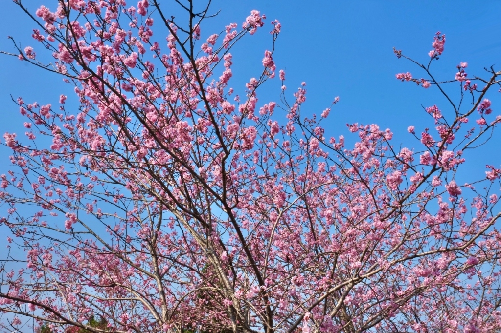 南投鹿谷｜台大茶園 鹿谷鳳凰自然教育園區．南投台大茶園櫻花季，散步浪漫河津櫻木棧步道 @飛天璇的口袋