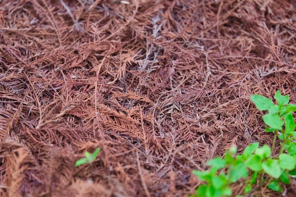 台中外埔｜土城落羽松秘境｜火炎山下200棵落羽松樹林，后里麗寶樂園附近的秘境 @飛天璇的口袋