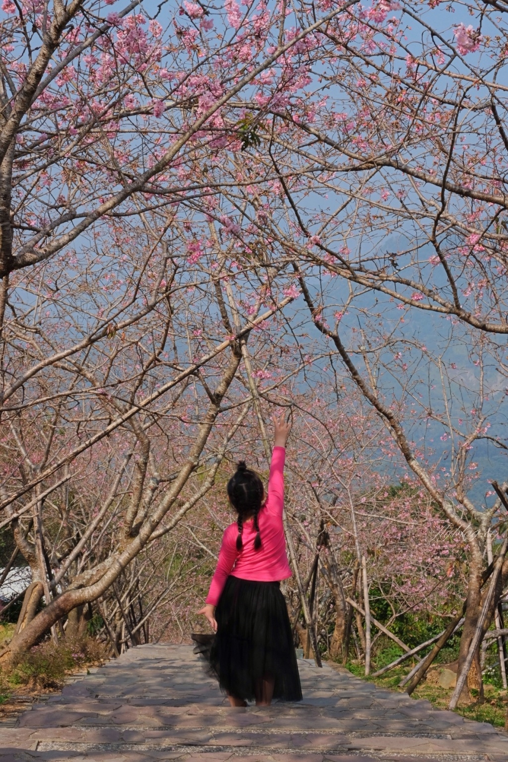 南投鹿谷｜台大茶園 鹿谷鳳凰自然教育園區．南投台大茶園櫻花季，散步浪漫河津櫻木棧步道 @飛天璇的口袋
