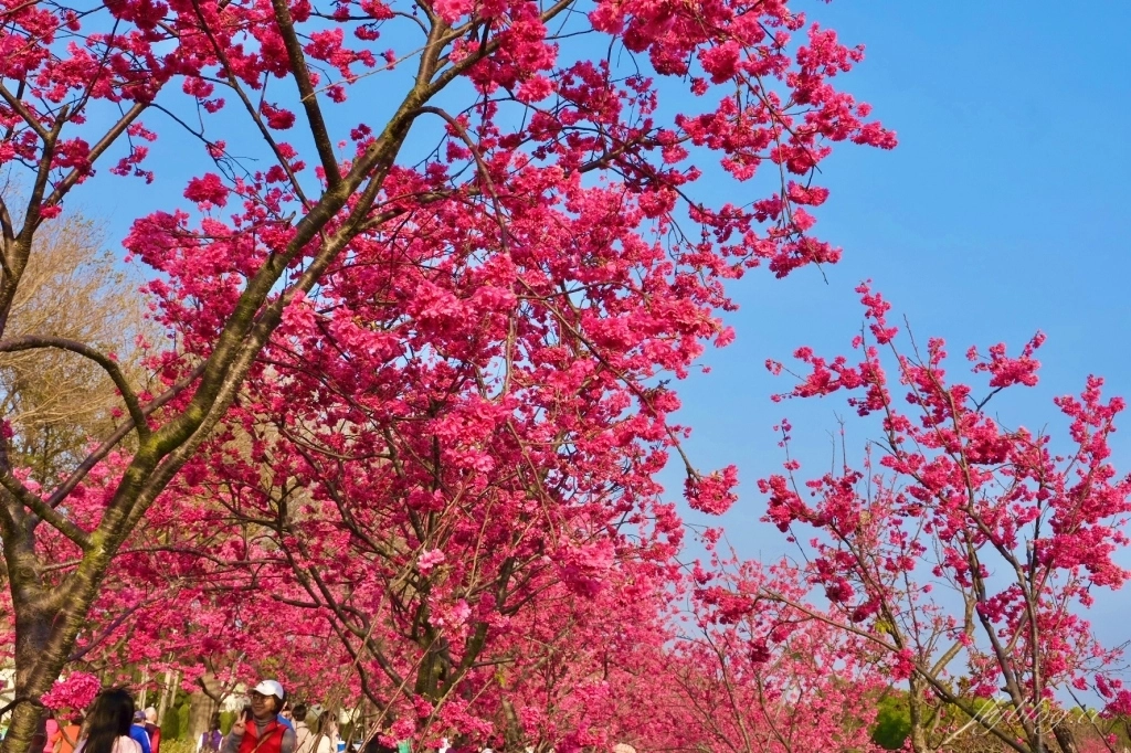台中后里｜中科崴立櫻花公園．嬌艷桃紅八重櫻盛開超美，台中免費千坪賞櫻景點 @飛天璇的口袋