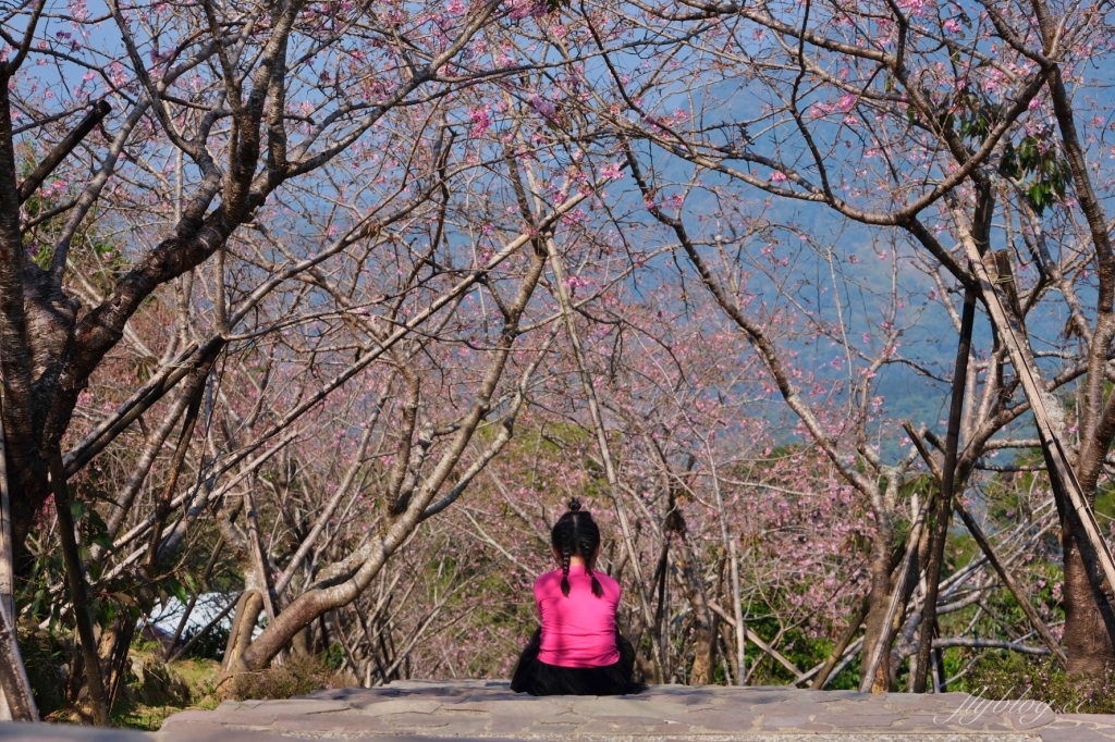 南投鹿谷｜台大茶園 鹿谷鳳凰自然教育園區．南投台大茶園櫻花季，散步浪漫河津櫻木棧步道 @飛天璇的口袋