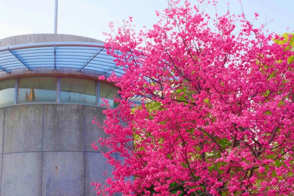 台中后里｜中科崴立櫻花公園．嬌艷桃紅八重櫻盛開超美，台中免費千坪賞櫻景點 @飛天璇的口袋