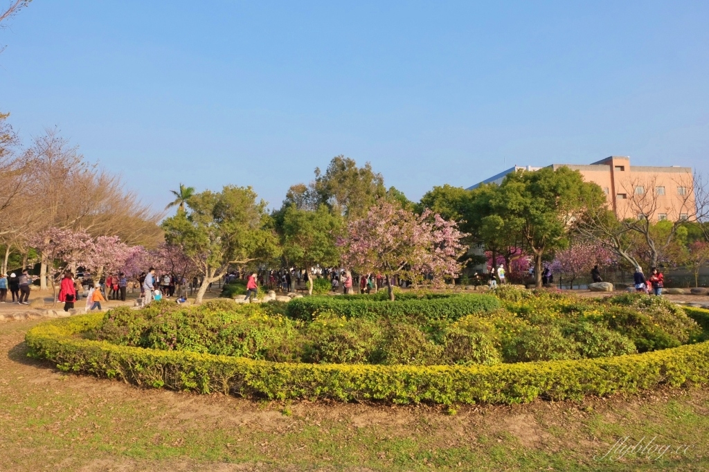 台中后里｜中科崴立櫻花公園．嬌艷桃紅八重櫻盛開超美，台中免費千坪賞櫻景點 @飛天璇的口袋