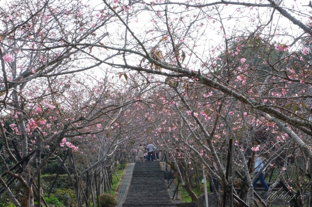 南投鹿谷｜台大茶園 鹿谷鳳凰自然教育園區．南投台大茶園櫻花季，散步浪漫河津櫻木棧步道 @飛天璇的口袋