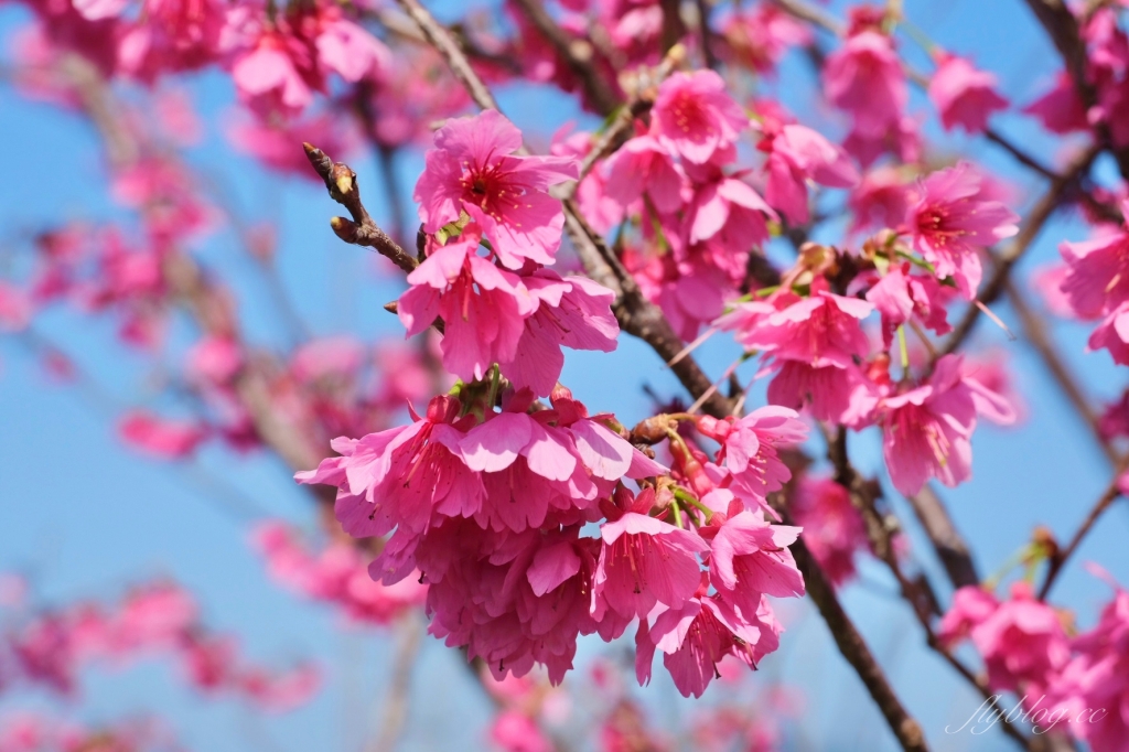 南投鹿谷｜台大茶園 鹿谷鳳凰自然教育園區．南投台大茶園櫻花季，散步浪漫河津櫻木棧步道 @飛天璇的口袋