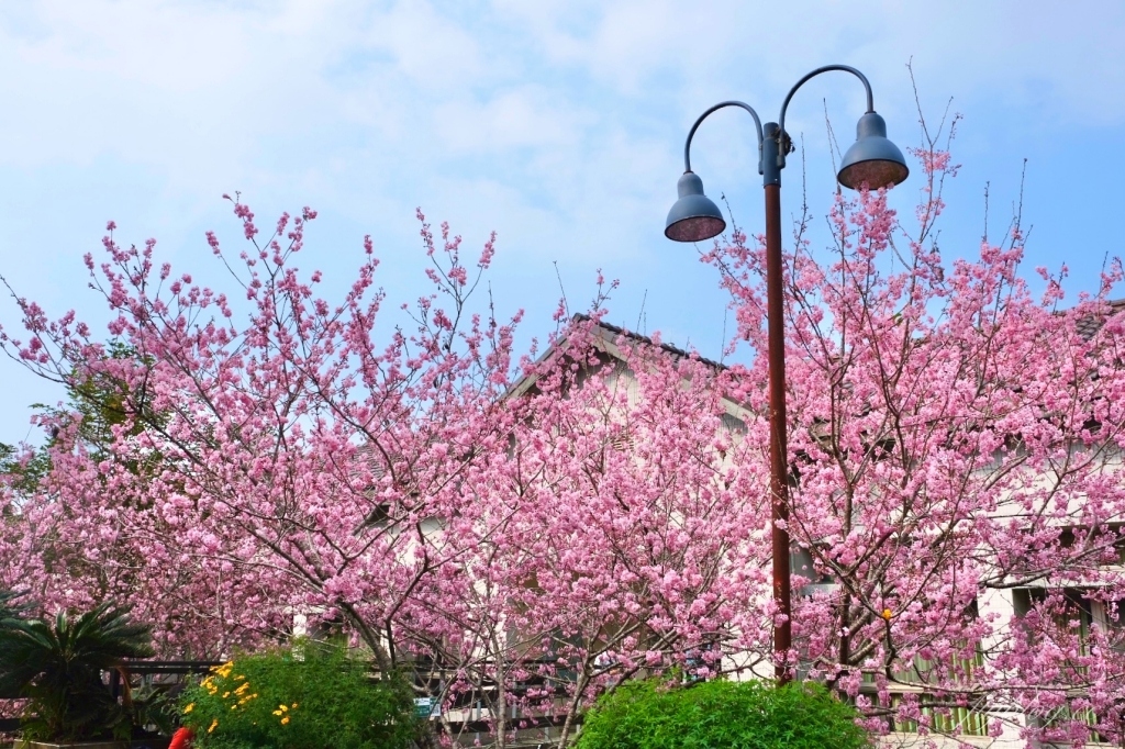 南投鹿谷｜台大茶園 鹿谷鳳凰自然教育園區．南投台大茶園櫻花季，散步浪漫河津櫻木棧步道 @飛天璇的口袋