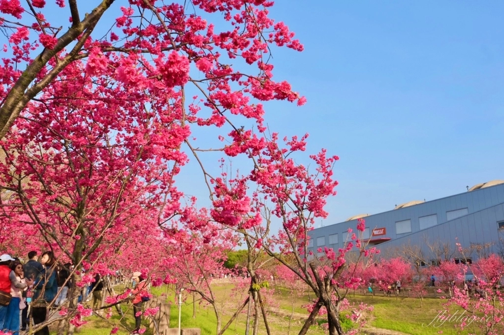 台中后里｜中科崴立櫻花公園．嬌艷桃紅八重櫻盛開超美，台中免費千坪賞櫻景點 @飛天璇的口袋