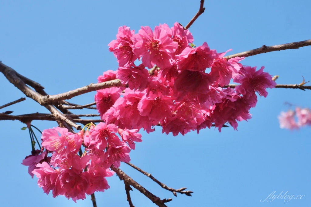 南投鹿谷｜台大茶園 鹿谷鳳凰自然教育園區．南投台大茶園櫻花季，散步浪漫河津櫻木棧步道 @飛天璇的口袋