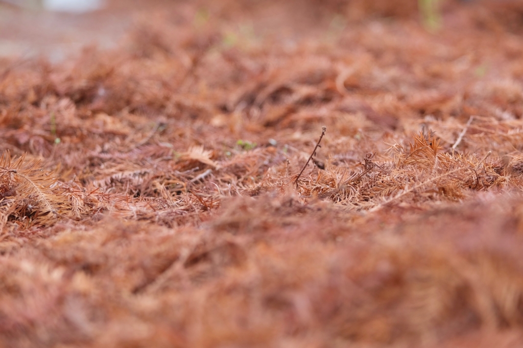 台中外埔｜土城落羽松秘境｜火炎山下200棵落羽松樹林，后里麗寶樂園附近的秘境 @飛天璇的口袋