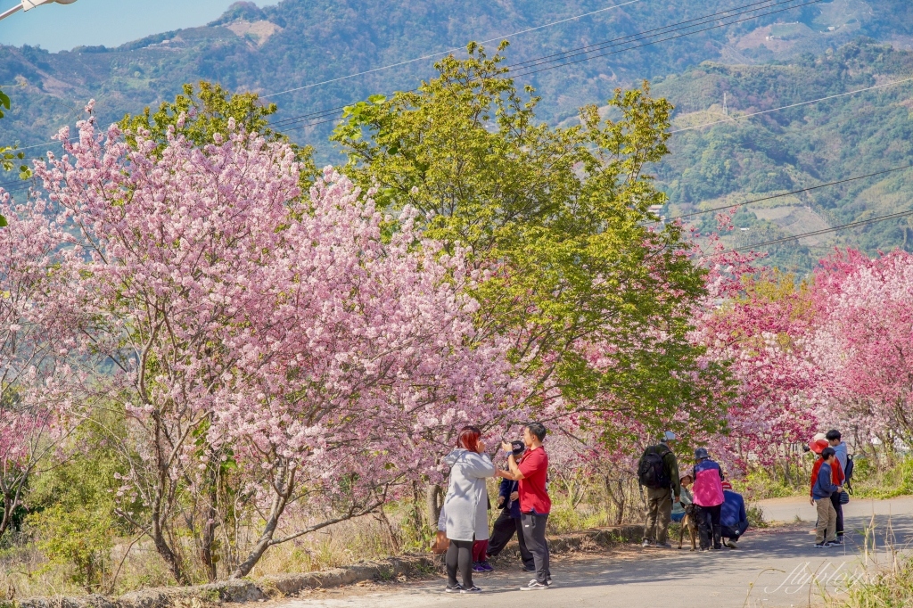 北天直轄院｜新社隱藏版櫻花林，分享2/18最新花況 @飛天璇的口袋