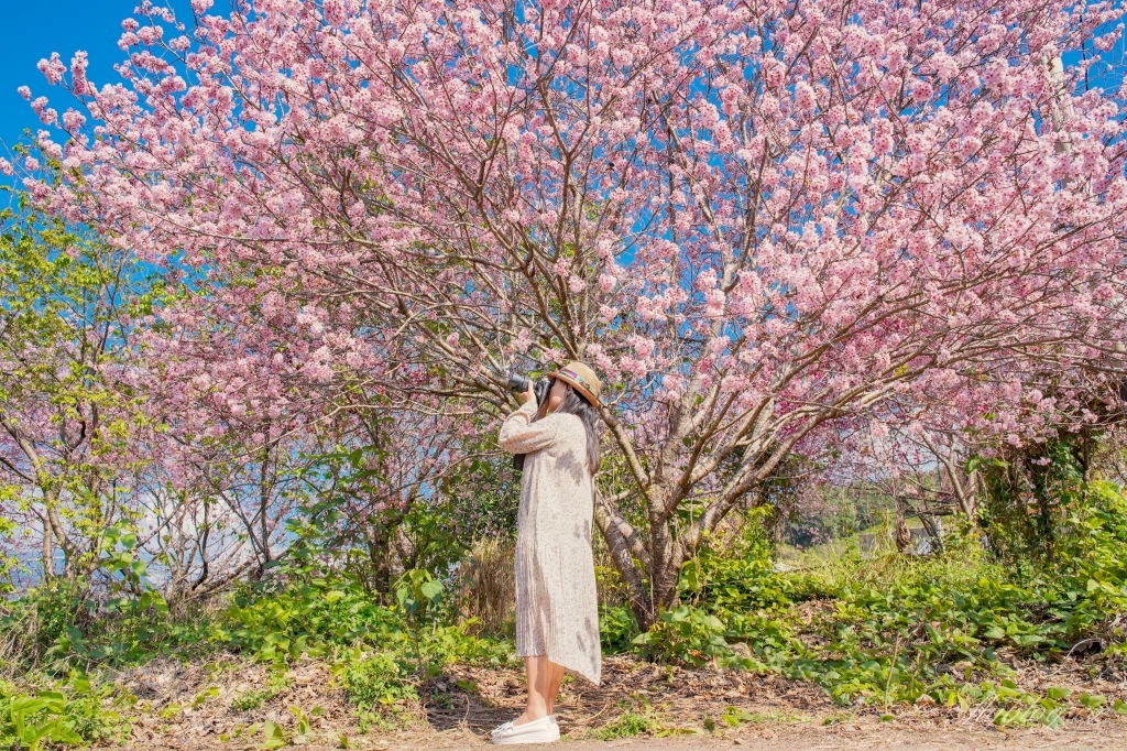 北天直轄院｜新社隱藏版櫻花林，分享2/18最新花況 @飛天璇的口袋