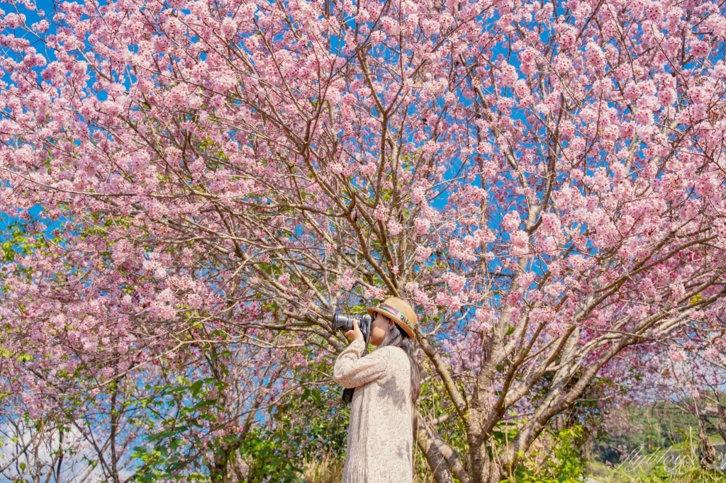 北天直轄院｜新社隱藏版櫻花林，分享2/18最新花況 @飛天璇的口袋