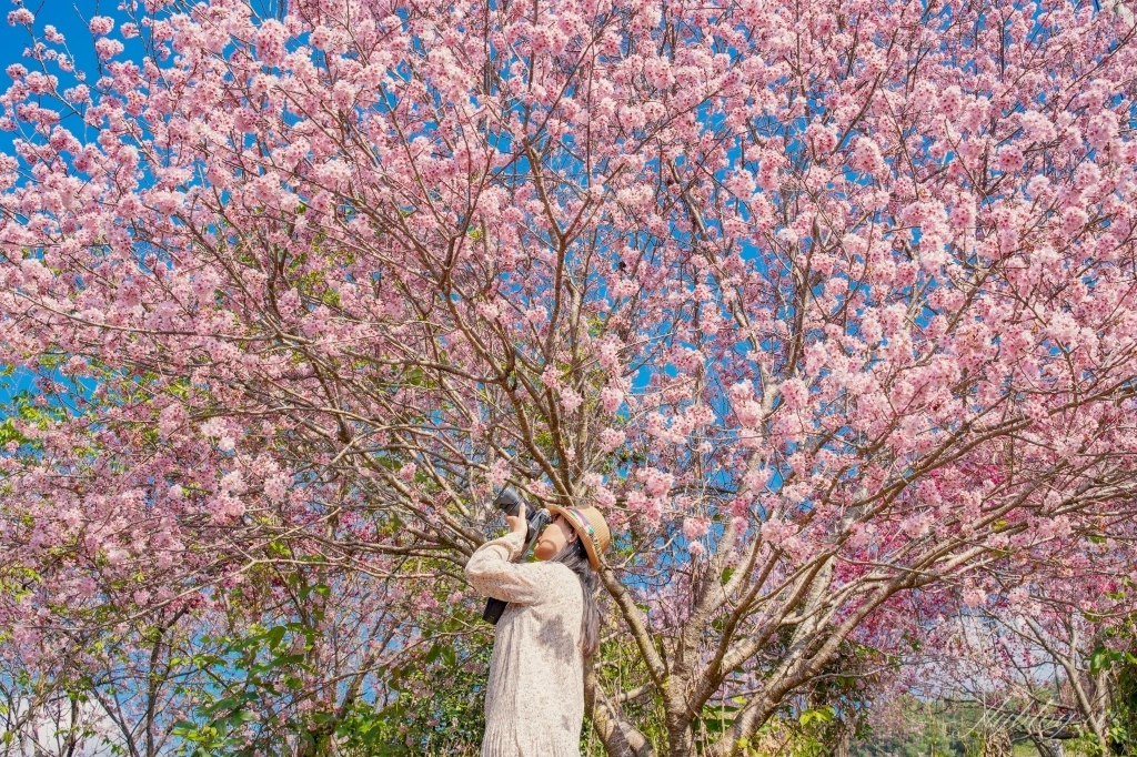 台中新社｜新社美食景點一日遊．30+新社景觀餐廳、旅遊景點、小吃美食、民宿推薦 @飛天璇的口袋