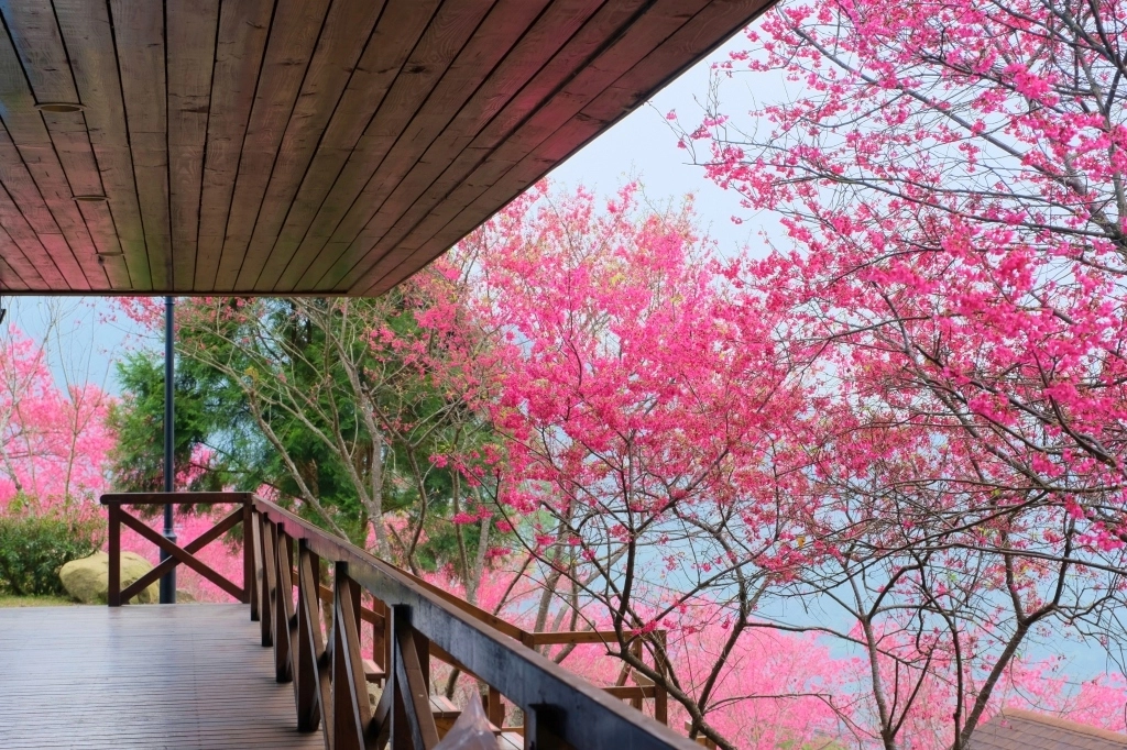 新竹五峰|悅峰山莊,坐擁整片盛開山櫻花美景,新竹五峰豪華包棟民宿 @飛天璇的口袋 新竹五峰|悅峰山莊,坐擁整片盛開山櫻花美景,新竹五峰豪華包棟民宿 @飛天璇的口袋