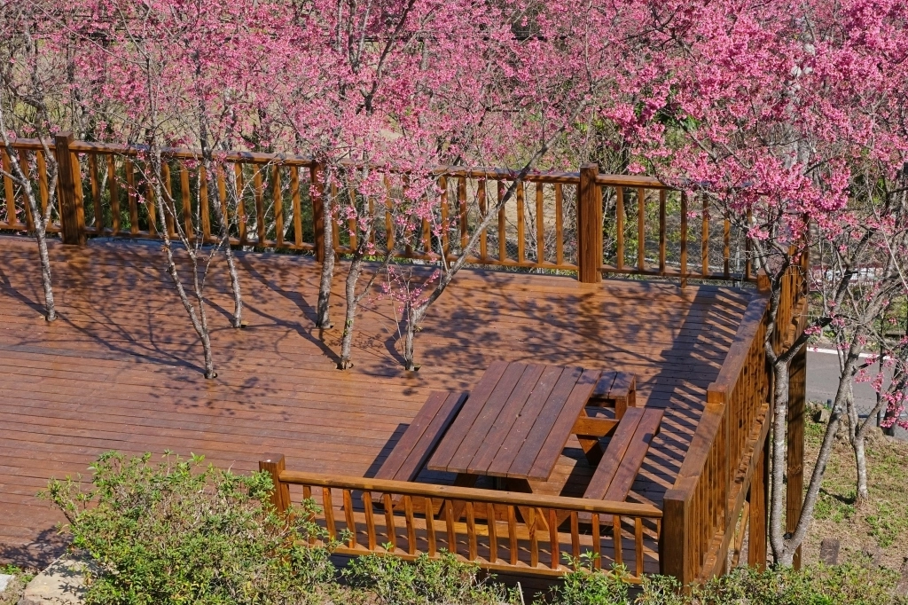 新竹五峰|悅峰山莊,坐擁整片盛開山櫻花美景,新竹五峰豪華包棟民宿 @飛天璇的口袋 新竹五峰|悅峰山莊,坐擁整片盛開山櫻花美景,新竹五峰豪華包棟民宿 @飛天璇的口袋