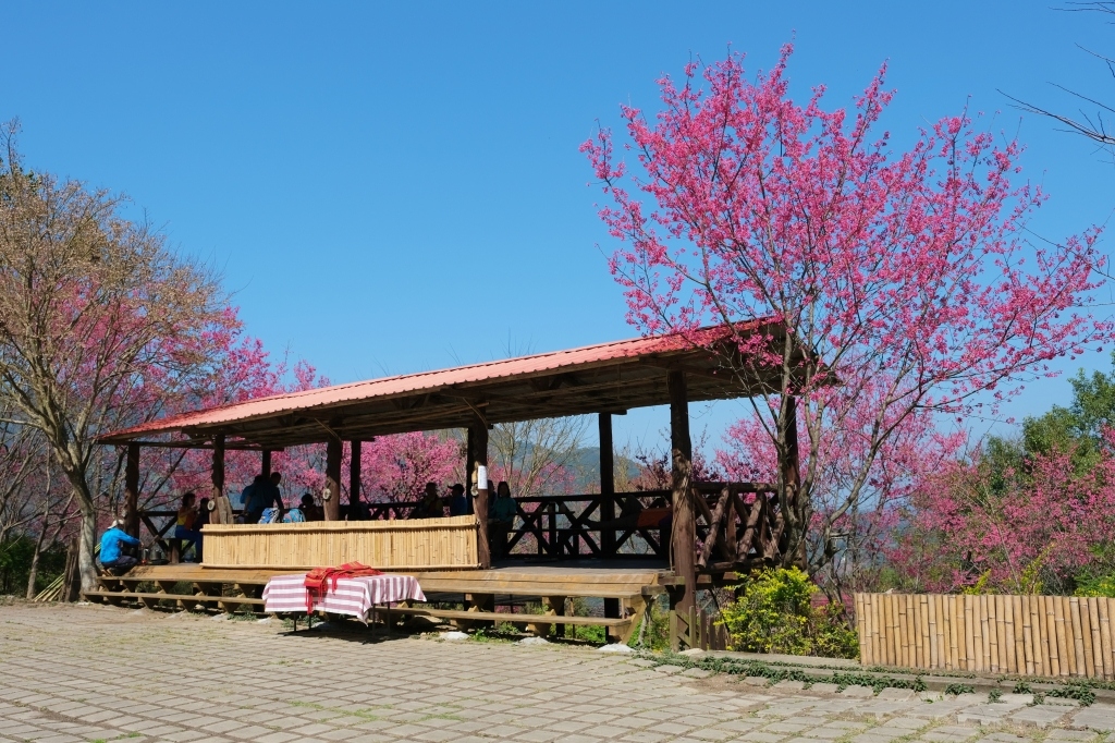 新竹五峰｜悅峰山莊，坐擁整片盛開山櫻花美景，新竹五峰豪華包棟民宿 @飛天璇的口袋