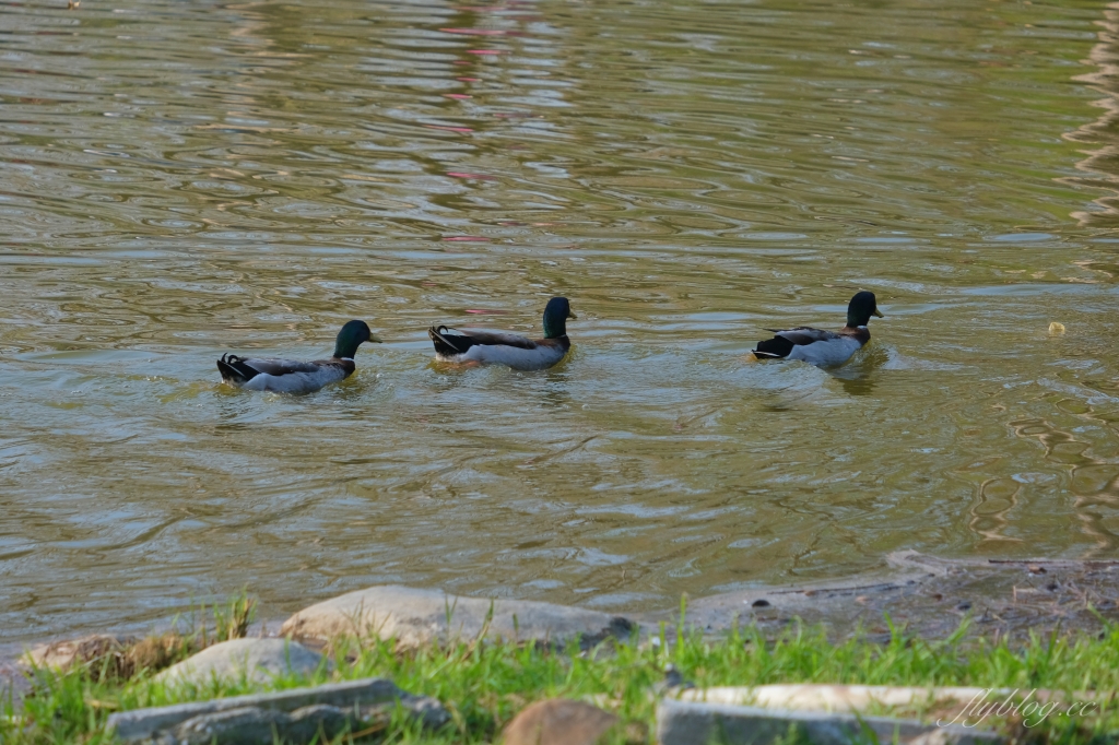 【彰化溪州】溪州公園：2021花在彰化花博會~環遊”世界花海”的偽出國新玩法 @飛天璇的口袋