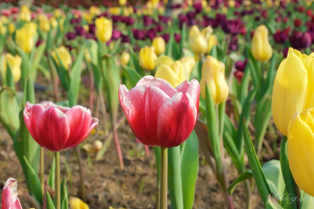 【彰化溪州】溪州公園：2021花在彰化花博會~環遊”世界花海”的偽出國新玩法 @飛天璇的口袋