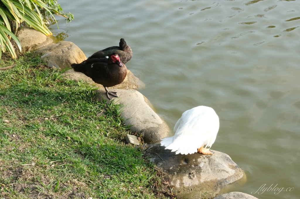 【彰化溪州】溪州公園：2021花在彰化花博會~環遊”世界花海”的偽出國新玩法 @飛天璇的口袋