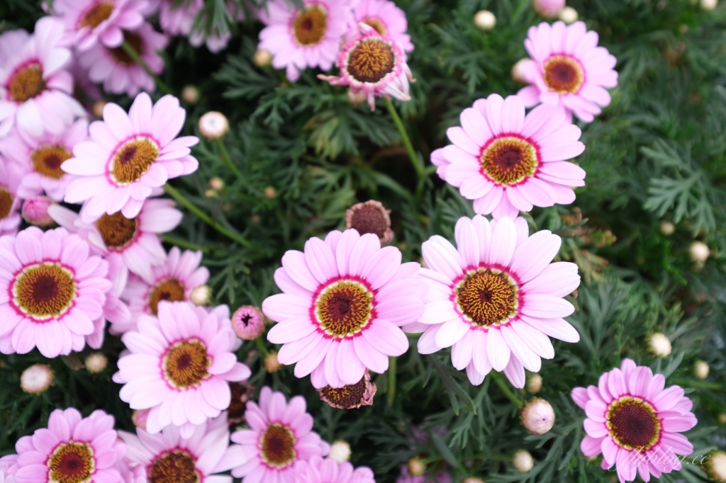 【彰化溪州】溪州公園：2021花在彰化花博會~環遊”世界花海”的偽出國新玩法 @飛天璇的口袋