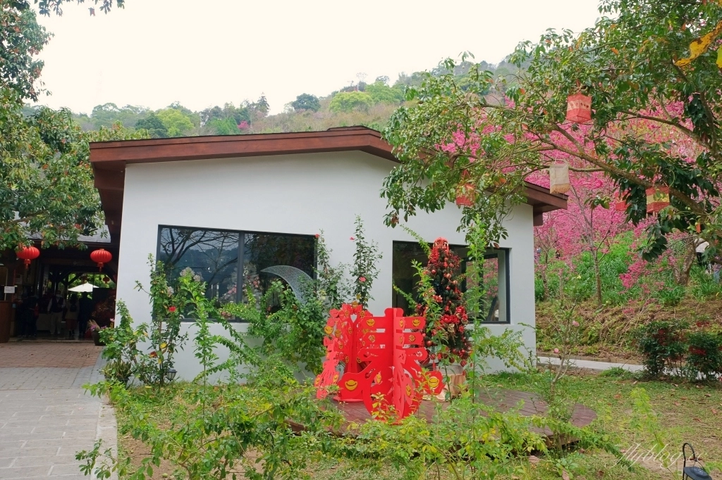 台中新社｜最浪漫沐心泉櫻花季．河津櫻、八重櫻開滿整個山頭，超浪漫櫻花隧道美一波 @飛天璇的口袋