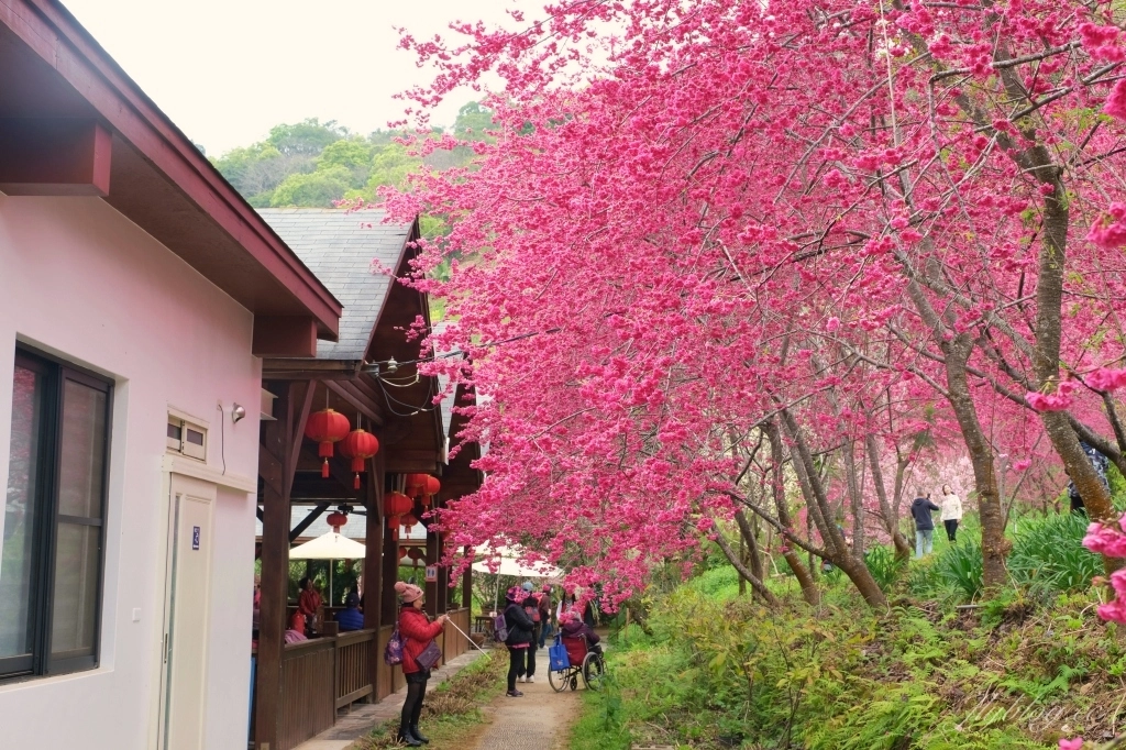 台中新社｜最浪漫沐心泉櫻花季．河津櫻、八重櫻開滿整個山頭，超浪漫櫻花隧道美一波 @飛天璇的口袋