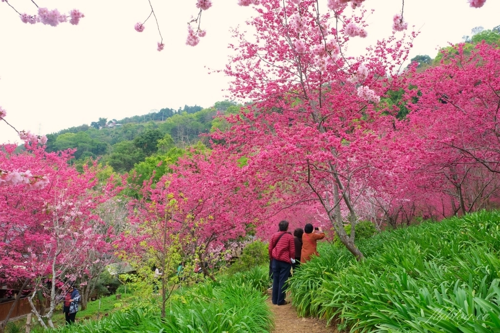 台中新社｜最浪漫沐心泉櫻花季．河津櫻、八重櫻開滿整個山頭，超浪漫櫻花隧道美一波 @飛天璇的口袋