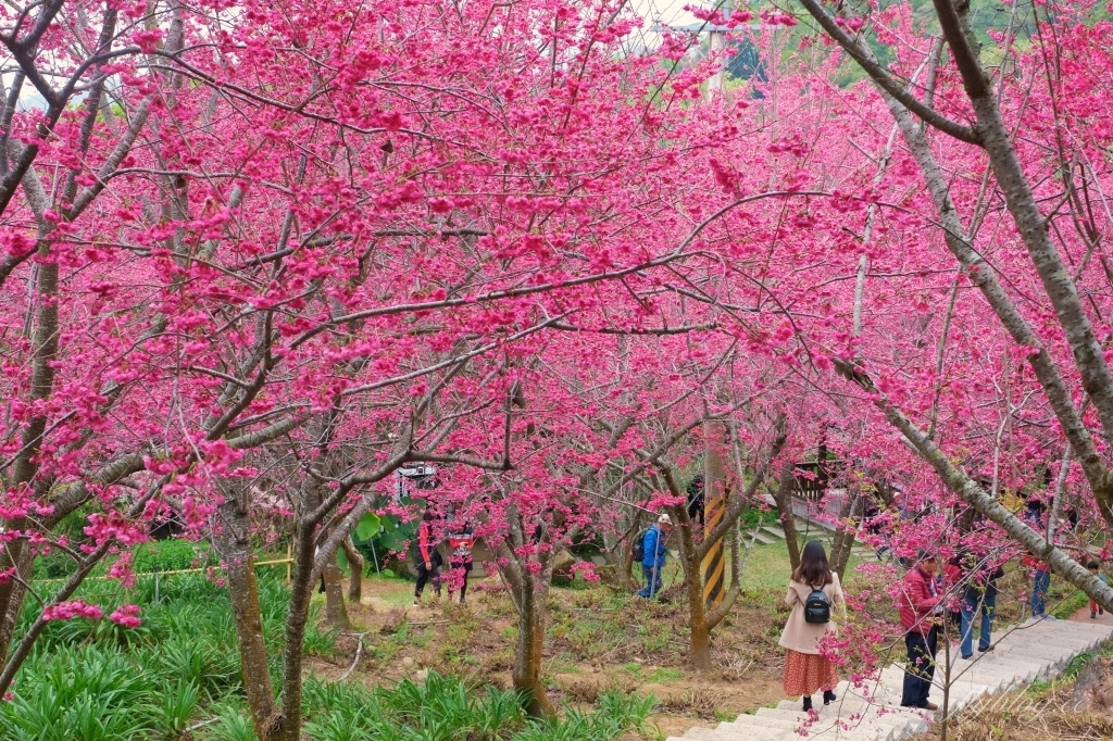 台中新社｜最浪漫沐心泉櫻花季．河津櫻、八重櫻開滿整個山頭，超浪漫櫻花隧道美一波 @飛天璇的口袋